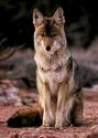 le coyote