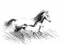 les chevaux