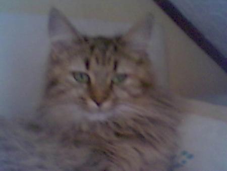 voici charlotte