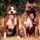 le nom de la race :  STAFFORDSHIRE BULL-TERRIER