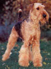 le nom de la race :  AIREDALE TERRIER