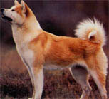 le nom de la race :  AKITA INU